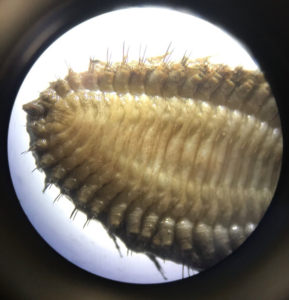 Arabella Cutler tweet media