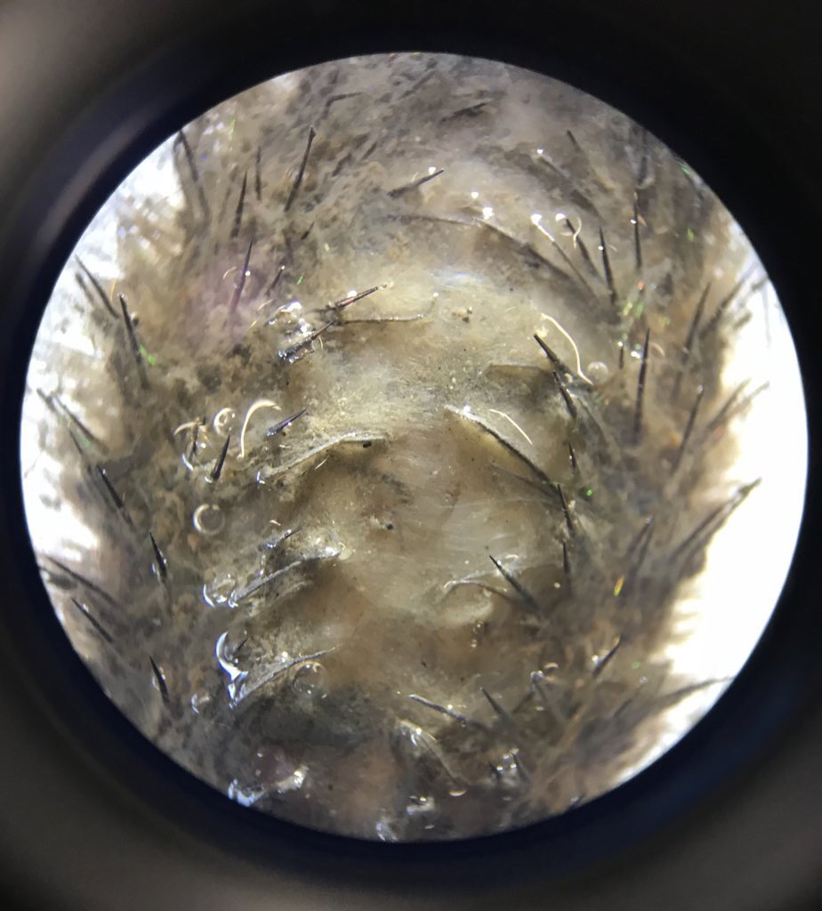 Arabella Cutler tweet media