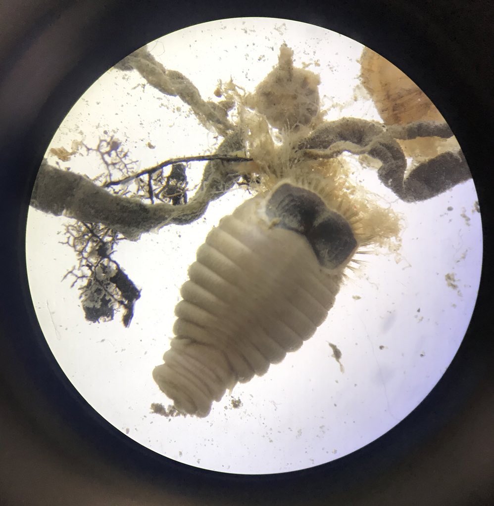 Arabella Cutler tweet media