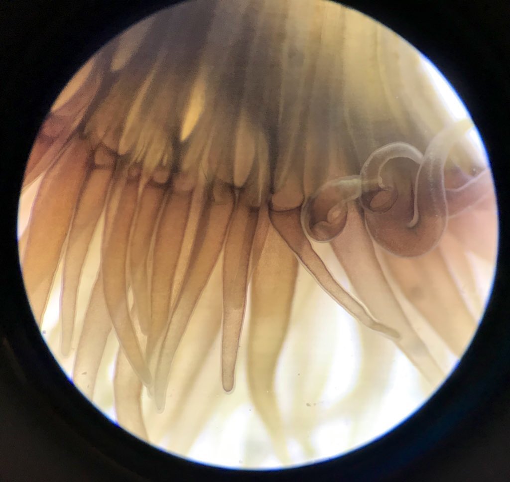 Arabella Cutler tweet media