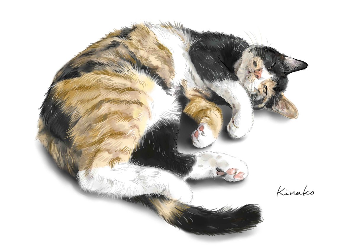 きなこ 猫の絵を描いています على تويتر 三毛猫 かわいいですよね なかなか賢い子が多いように感じます 我が家も三毛猫何回飼ったかなぁ みんな野良猫が居ついて という猫の下僕さんとおんなじパターンが多かったです