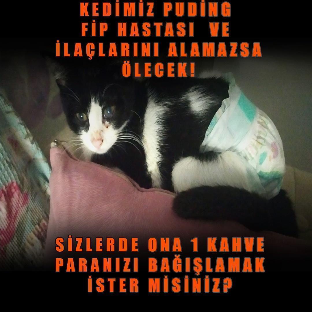 Puding kedimiz fip hastası ilaçlarini almamız için desteğe ihtiyacı var destek olmak istermisiniz veya paylaşım yapabilirsiniz sadece
#yardım #destek #coronavirus #Corona #COVID19