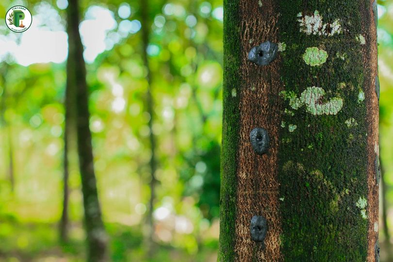 Pintannagroup's tweet photo. Agarwood trees require an external fungi infection to produce the dark resinous substance which is utilized for Oud production. At Pintanna we use our own variations of the fungi which is inoculated to the trunk using a special mechanism. https://t.co/GFUrRPDVTj