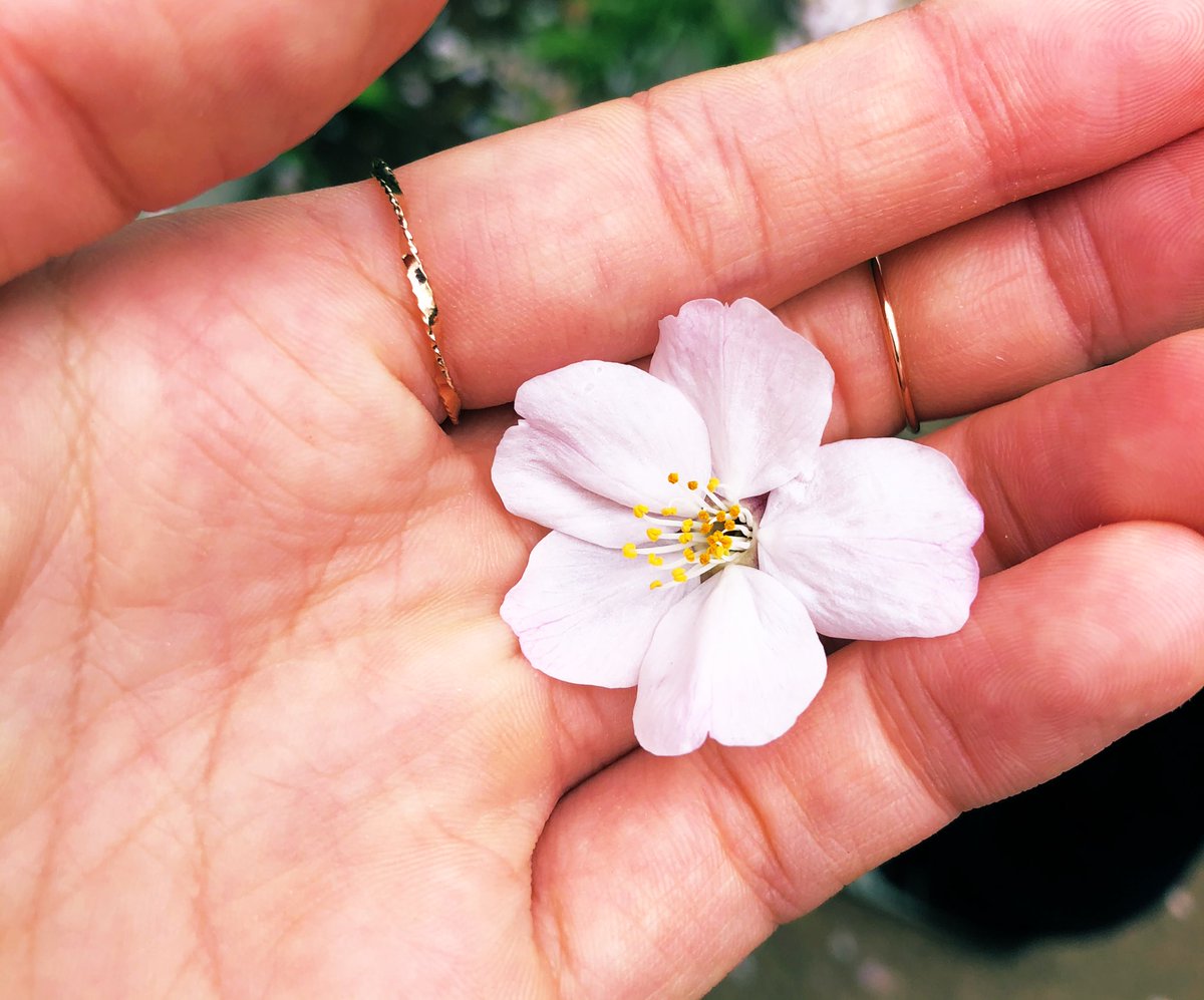 _fkfky's tweet photo. 春がきた🌸 https://t.co/c7OUHfYeEV