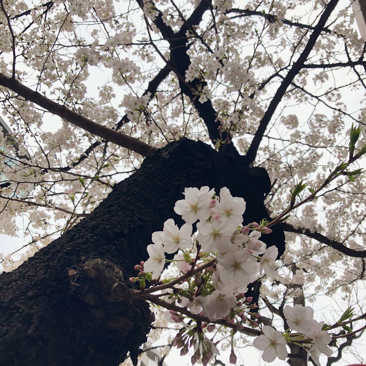 _fkfky's tweet photo. 春がきた🌸 https://t.co/c7OUHfYeEV