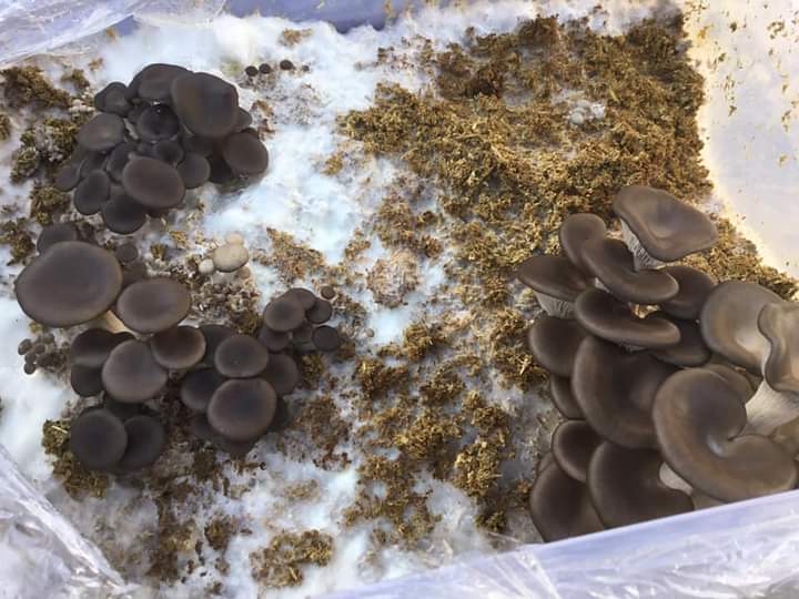gardenjoan's tweet photo. My low tech mushroom journey continues. 2 blocks different substrates same spores, started together. Left block on 3rd flush. Right first fruiting but twice as productive as first flush from left block. https://t.co/wjrSue0onj