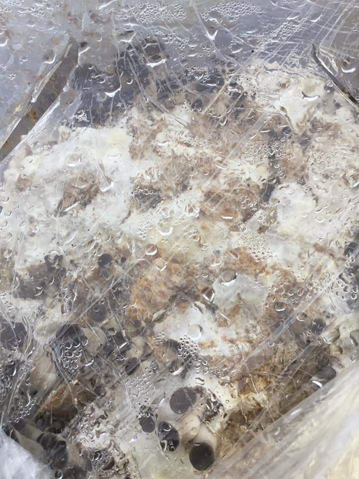 gardenjoan's tweet photo. My low tech mushroom journey continues. 2 blocks different substrates same spores, started together. Left block on 3rd flush. Right first fruiting but twice as productive as first flush from left block. https://t.co/wjrSue0onj