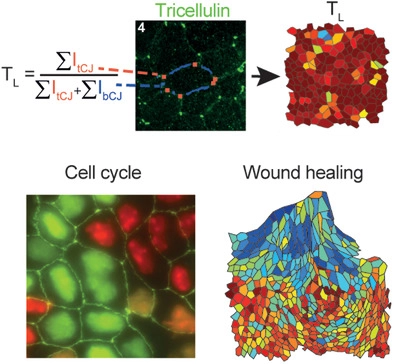 LabEmerging's tweet photo. What allows #epithelialcells to close wounds and move collectively while maintaining membrane function? #woundhealing #cellmovement
We investigate the role of tricellular junctions, where junctional forces culminate, in jamming and unjamming transitions
https://t.co/YGuf2lz3Dh https://t.co/CtX6jNctP4