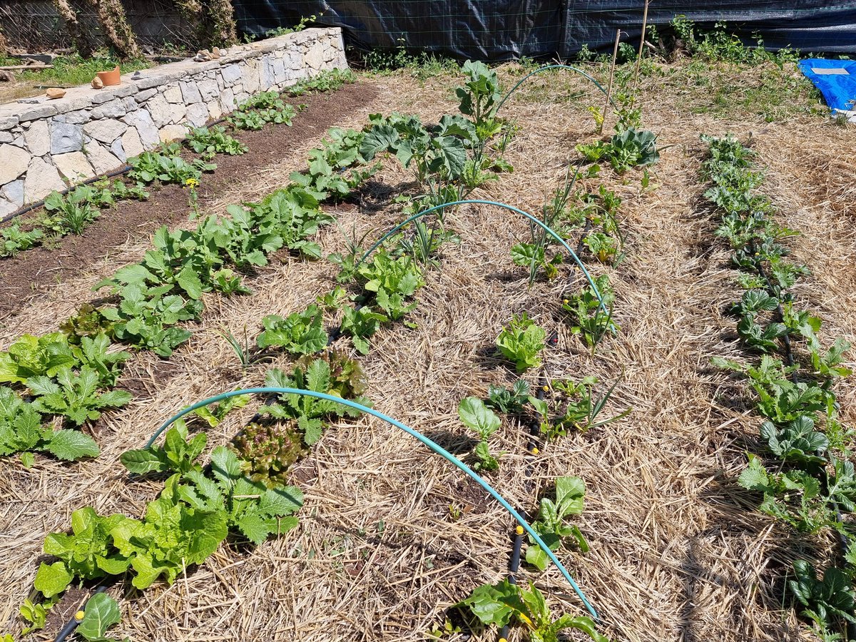 Veritaserum21's tweet photo. Food garden is growing like crazy those early spring days! Mulching is mandatory in this warm climate to keep the moisture in the soil #nodig https://t.co/W3SI8EoQ4V