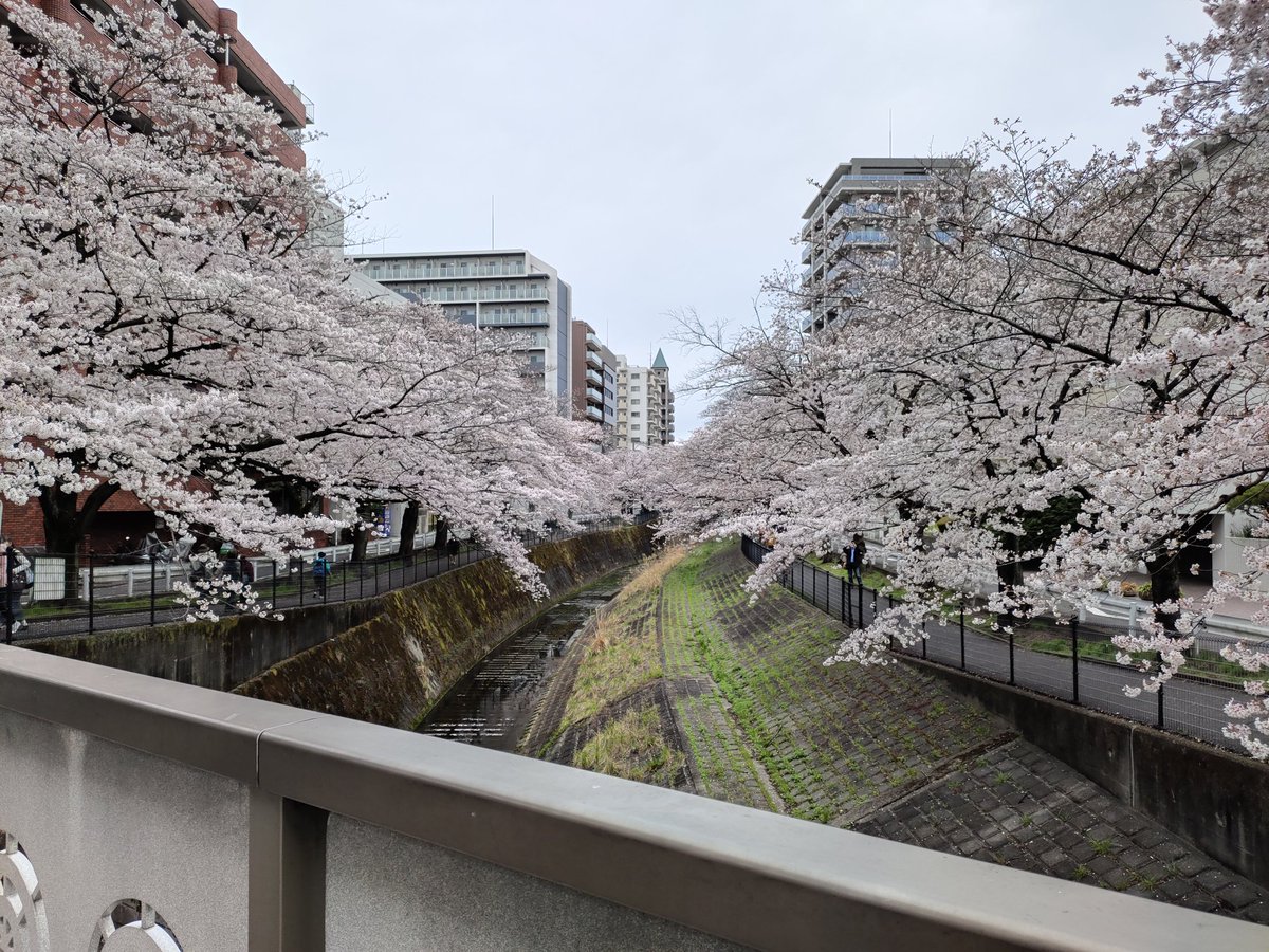 milly2500's tweet photo. 春ですね https://t.co/pZ5Jk6iJWj