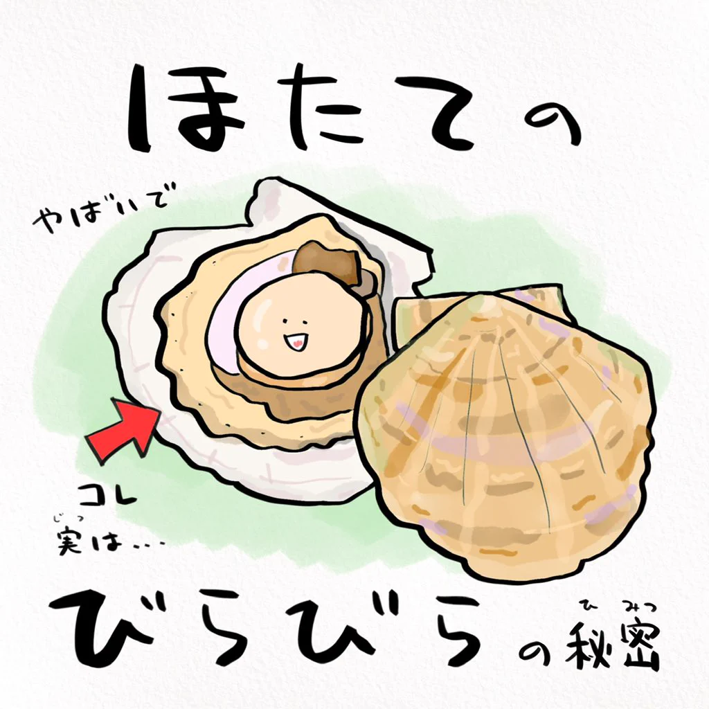 意外な事実が発覚！？北海道民の皆さんも知らないホタテの話！