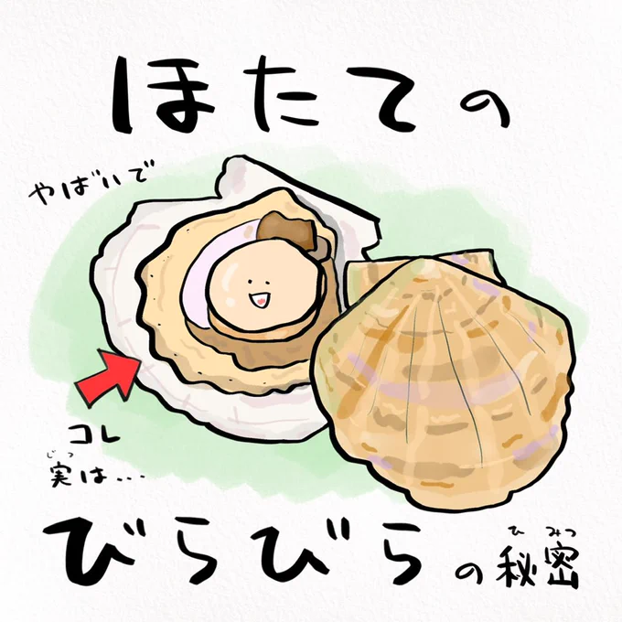名誉北海道民の皆さんも知らないホタテの話 