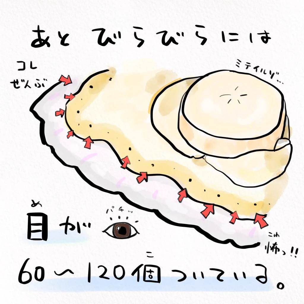意外な事実が発覚！？北海道民の皆さんも知らないホタテの話！