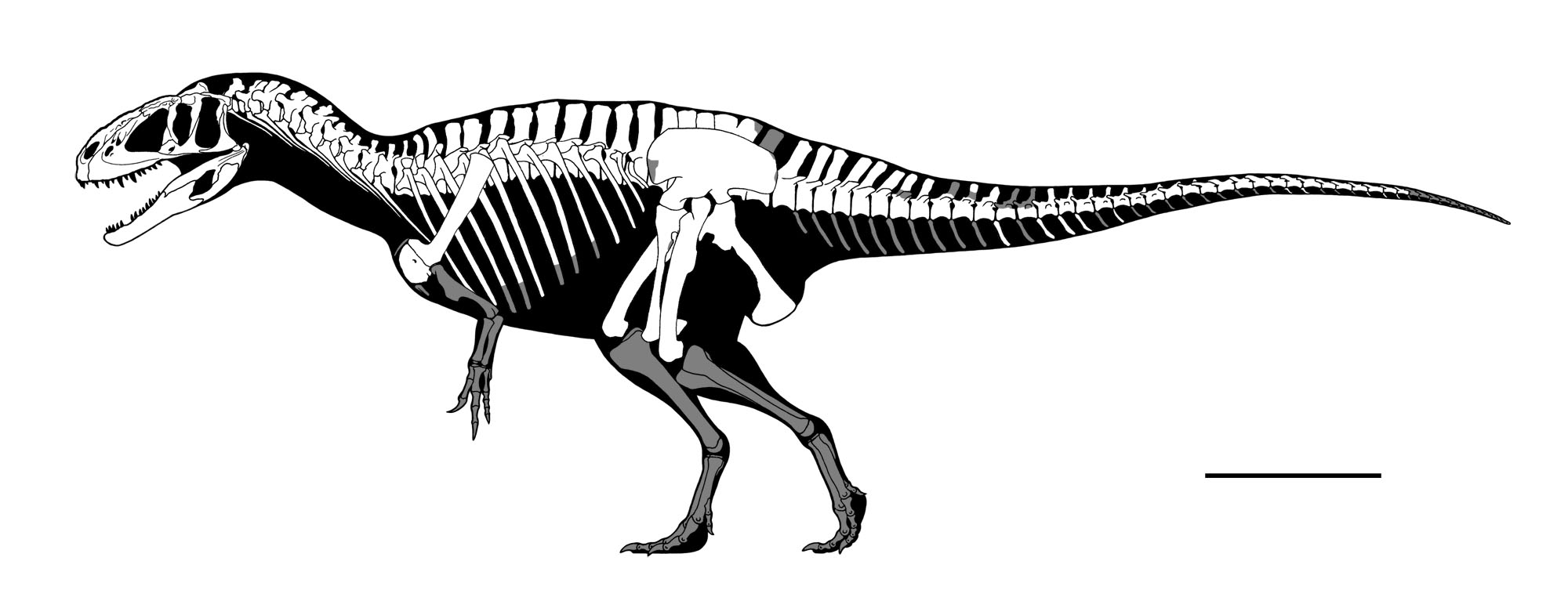 Thomas R. Holtz, Jr. 🦖💕 (he/him) on X: Thomas R. Holtz, Jr. 🦖💕 (he/him) on X:
