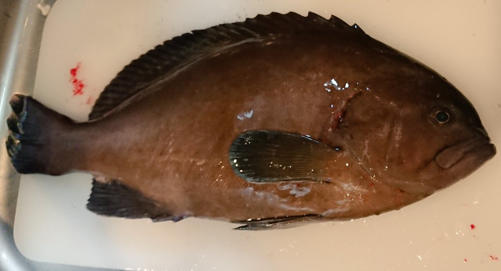 きらうに 夫が釣ってきた魚が何なのか分かりません 分かる方いらっしゃいましたら教えてください アプリとかで検索しても出てこなくて 釣り仲間もs な感じなんですよ T Co Rw0pus9xp9 Twitter