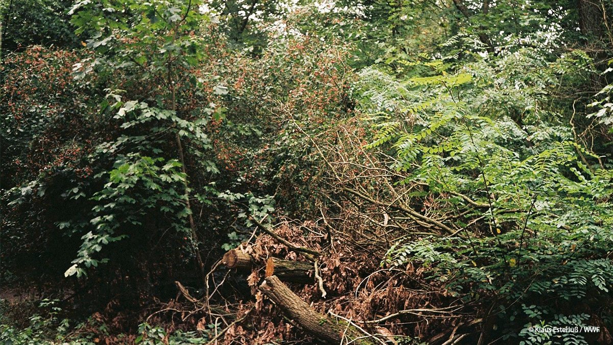 WWF_Deutschland's tweet photo. Erlebe den urwüchsigen Wald! 🌳😌🥾 Auf knapp 7 Kilometern schlängelt sich unser neuer #Urwaldpfad durch die Hügel um die Stadt #Leutenberg. Damit haben wir schon elf dieser Pfade in ganz Thüringen! Lasst euch die Natur hier näher bringen: https://t.co/rlpdmp0Mqt https://t.co/lpwxFjVIOt