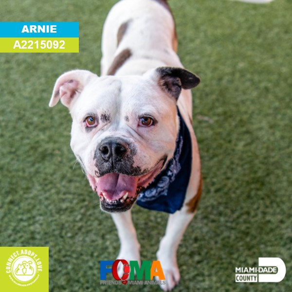AdoptMiamiPets's tweet photo. Looking for your new BFF (Best Furry Friend)? Tune in today at 11 a.m. on Facebook LIVE for our Pet Adoption event and meet our adorable adoptable pooches hoping you will be their fur-ever family. Your new BFF is waiting for you at Animal Services. https://t.co/Ydk9Y0sEQK