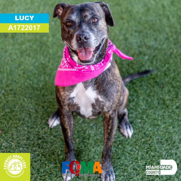 AdoptMiamiPets's tweet photo. Looking for your new BFF (Best Furry Friend)? Tune in today at 11 a.m. on Facebook LIVE for our Pet Adoption event and meet our adorable adoptable pooches hoping you will be their fur-ever family. Your new BFF is waiting for you at Animal Services. https://t.co/Ydk9Y0sEQK