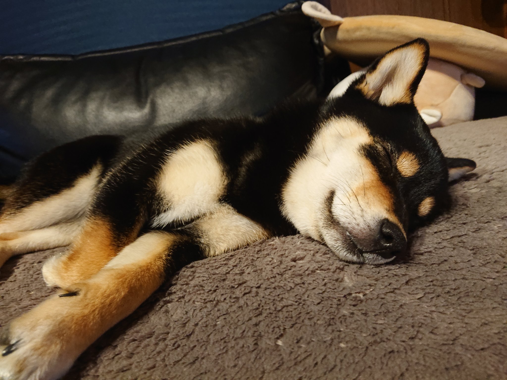 黒柴ナツの珍道中 笑いながら寝てる 笑 と 思う 笑 黒柴 ナツ 笑いながら寝る柴犬 T Co Lsylubeefg Twitter