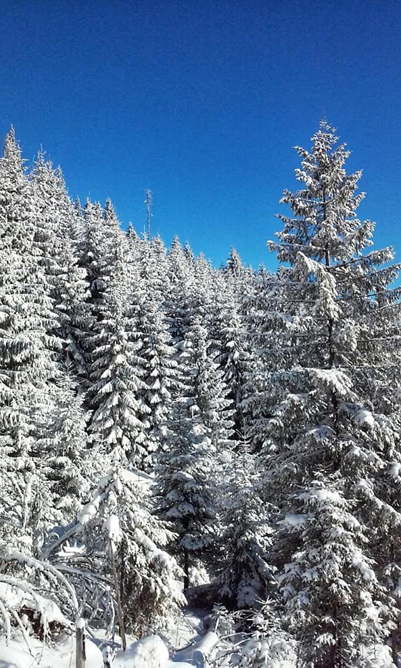 RNP_Romsilva's tweet photo. ℹ️ 🇷🇴 🎥  Iarna în #păduri din #Suceava administrate de Ocolul Silvic #Crucea din cadrul #Romsilva
ℹ️ 🇬🇧 🎥  Winter in #Romanian #forests
#Romanian #forest #pădure #forestry #silvicultură #silvic #nature #natură #mediu #weather #winter #mountains #beautifulnature https://t.co/POoXvouUF5