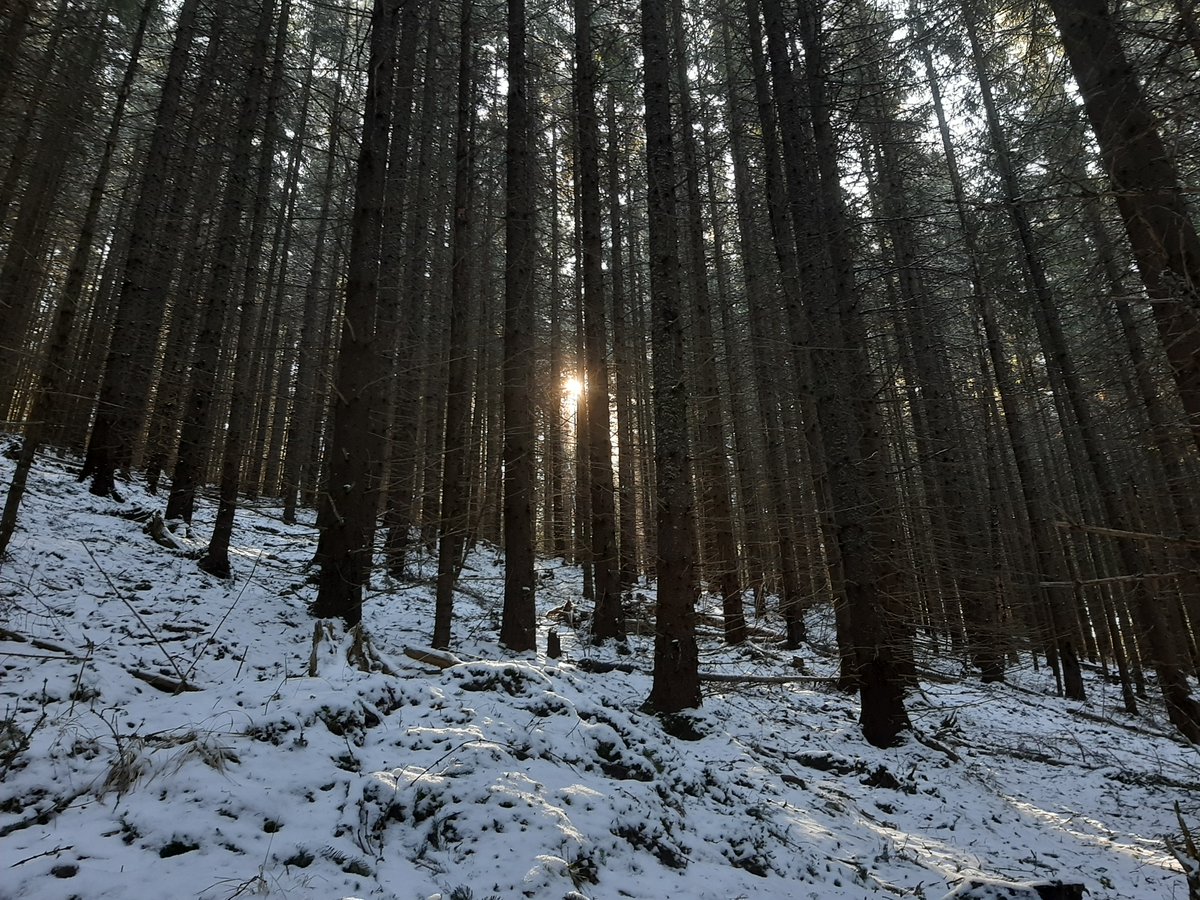 RNP_Romsilva's tweet photo. ℹ️ 🇷🇴 🎥  Iarna în #păduri din #Suceava administrate de Ocolul Silvic #Crucea din cadrul #Romsilva
ℹ️ 🇬🇧 🎥  Winter in #Romanian #forests
#Romanian #forest #pădure #forestry #silvicultură #silvic #nature #natură #mediu #weather #winter #mountains #beautifulnature https://t.co/POoXvouUF5