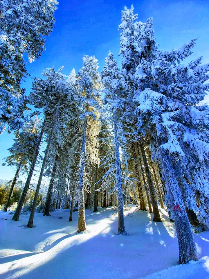 RNP_Romsilva's tweet photo. ℹ️ 🇷🇴 🎥  Iarna în #păduri din #Suceava administrate de Ocolul Silvic #Crucea din cadrul #Romsilva
ℹ️ 🇬🇧 🎥  Winter in #Romanian #forests
#Romanian #forest #pădure #forestry #silvicultură #silvic #nature #natură #mediu #weather #winter #mountains #beautifulnature https://t.co/POoXvouUF5