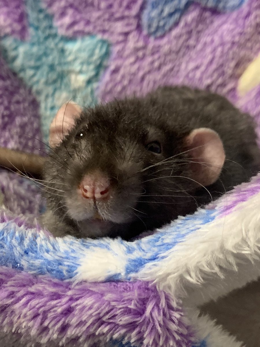 Hi guys. Bub here. Sorry mom sucks at post but we r all doin well. Long time no see frends!