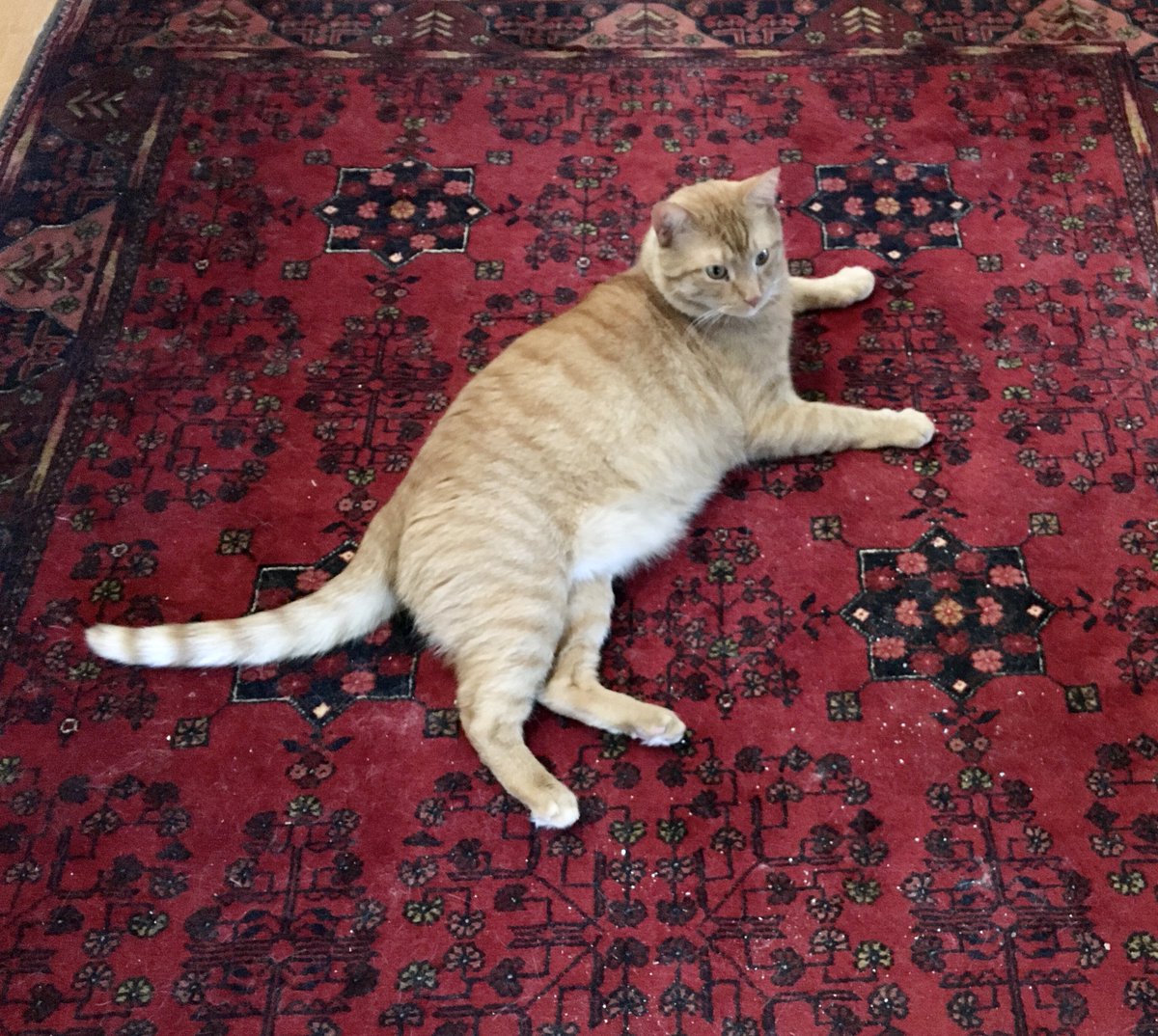 Dorothy14213's tweet image. Me: And so another catnip toy bites the dust
Doodlebug: That was some really good sh- I mean stuff, dude
#niphead #CatsOfTwitter