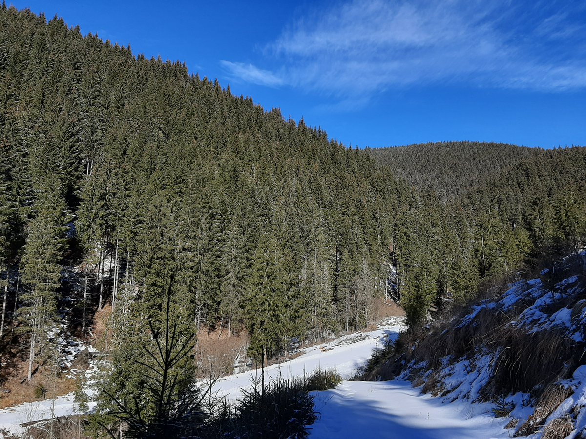 RNP_Romsilva's tweet photo. ℹ️ 🇷🇴 🎥  Iarna în #păduri din #Suceava administrate de Ocolul Silvic #Crucea din cadrul #Romsilva
ℹ️ 🇬🇧 🎥  Winter in #Romanian #forests
#Romanian #forest #pădure #forestry #silvicultură #silvic #nature #natură #mediu #weather #winter #mountains #beautifulnature https://t.co/PqWKGGUJM8