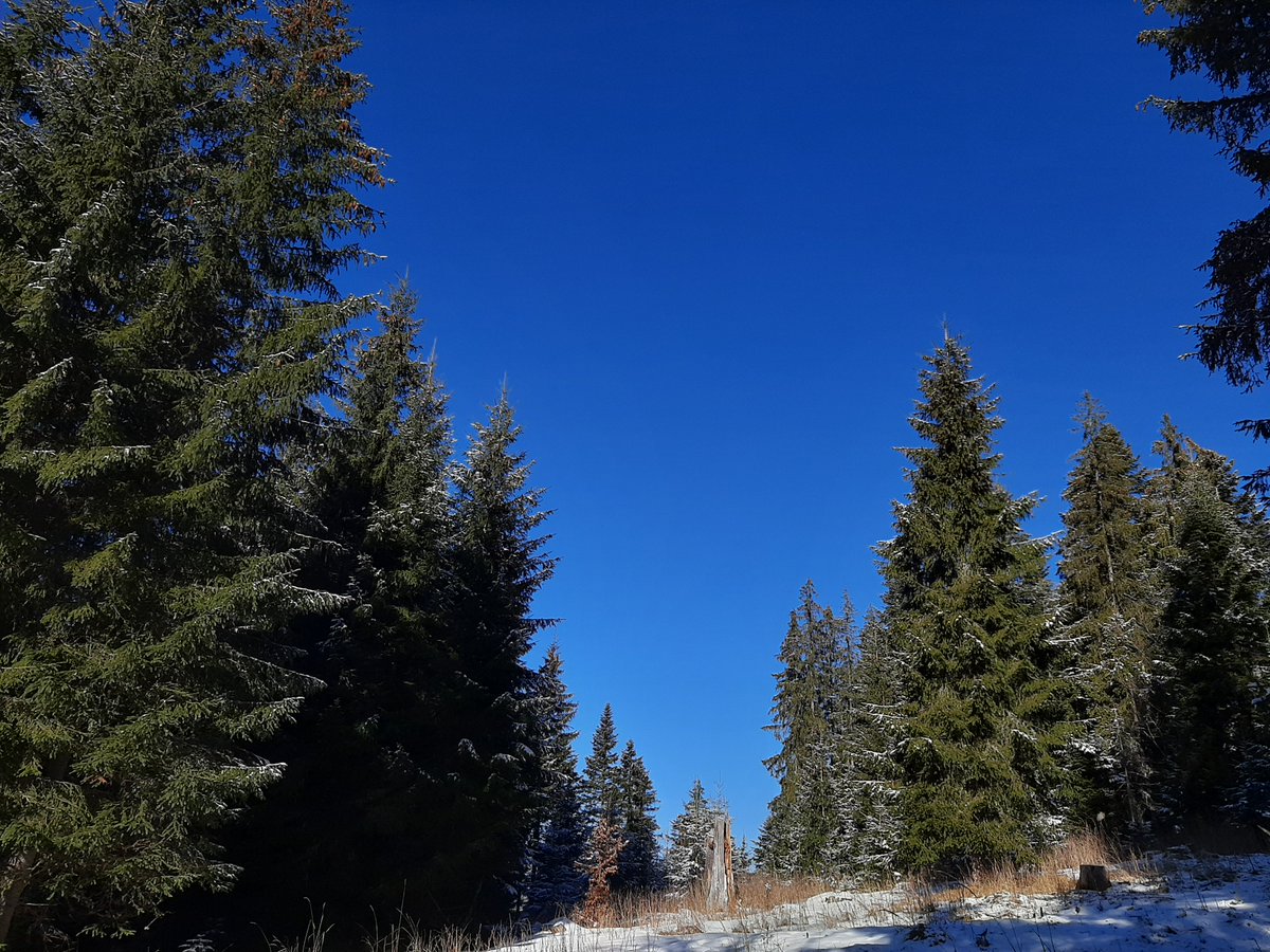 RNP_Romsilva's tweet photo. ℹ️ 🇷🇴 🎥  Iarna în #păduri din #Suceava administrate de Ocolul Silvic #Crucea din cadrul #Romsilva
ℹ️ 🇬🇧 🎥  Winter in #Romanian #forests
#Romanian #forest #pădure #forestry #silvicultură #silvic #nature #natură #mediu #weather #winter #mountains #beautifulnature https://t.co/PqWKGGUJM8