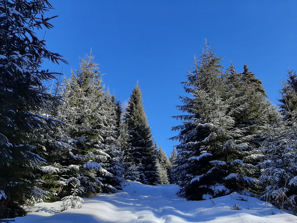 RNP_Romsilva's tweet photo. ℹ️ 🇷🇴 🎥  Iarna în #păduri din #Suceava administrate de Ocolul Silvic #Crucea din cadrul #Romsilva
ℹ️ 🇬🇧 🎥  Winter in #Romanian #forests
#Romanian #forest #pădure #forestry #silvicultură #silvic #nature #natură #mediu #weather #winter #mountains #beautifulnature https://t.co/PqWKGGUJM8