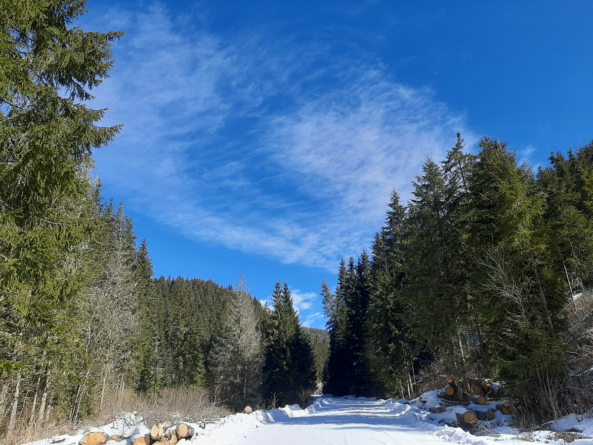 RNP_Romsilva's tweet photo. ℹ️ 🇷🇴 🎥  Iarna în #păduri din #Suceava administrate de Ocolul Silvic #Crucea din cadrul #Romsilva
ℹ️ 🇬🇧 🎥  Winter in #Romanian #forests
#Romanian #forest #pădure #forestry #silvicultură #silvic #nature #natură #mediu #weather #winter #mountains #beautifulnature https://t.co/PqWKGGUJM8