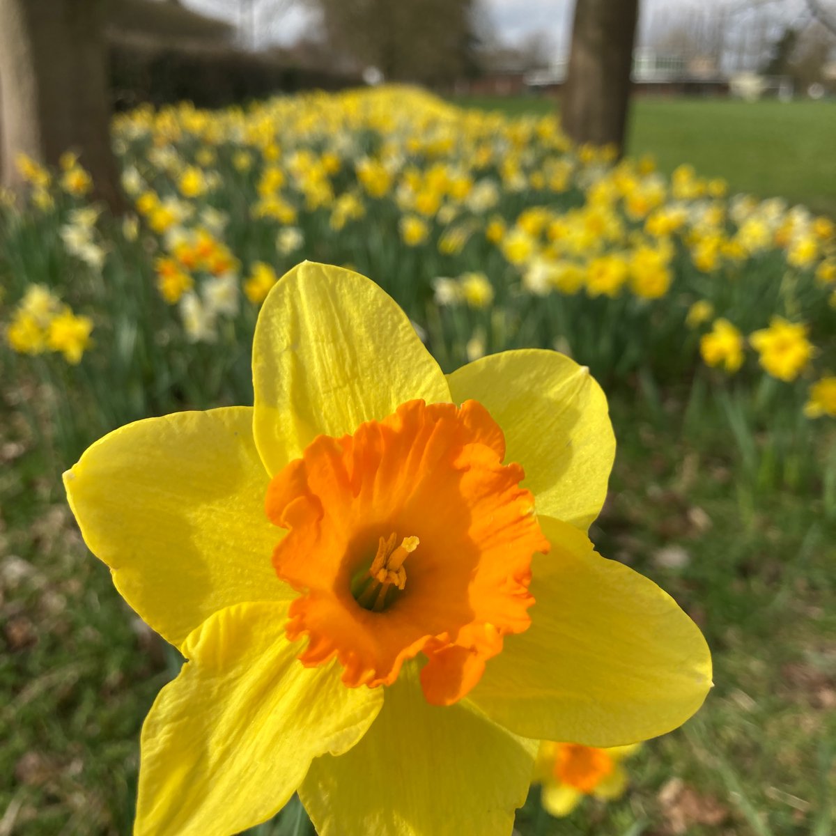 SelbyTandL's tweet photo. Visit to @AskhamBryan and enjoyed just how beautiful the spring campus was, not just the flowers but the warm and welcoming people who helped me find where I needed to be. #fe https://t.co/P3wMJjicnE
