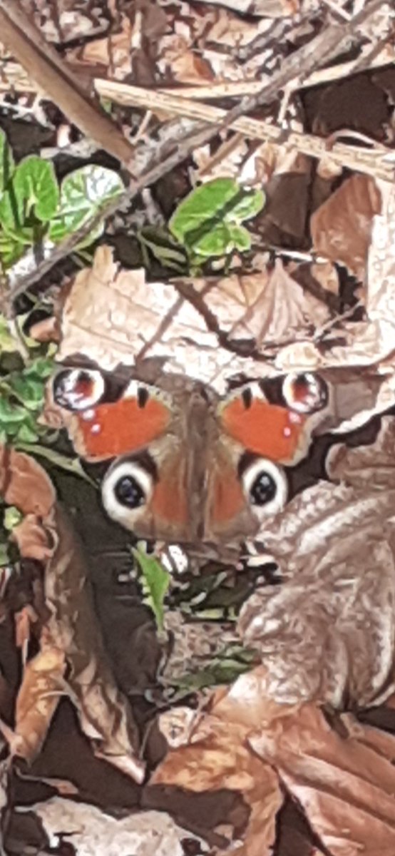 WalesArty's tweet photo. Spotted our first 'painted lady' #butterfly of the year up in #MossValley in #Wrexham #NorthWales 

Longer days, later evenings, #SpringTime is definitely here!

https://t.co/mD7adXcOhA https://t.co/bqmO0ozh4Q