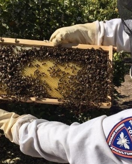La Unidad de Apicultura de <a href="/PCivil_Totana/">Protección Civil</a> activa el dispositivo de recogida de enjambres de abejas coincidiendo con la floración primaveral #Totana 🐝🚨🐝🚨
▶️ totana.es/noticia.asp?ca…