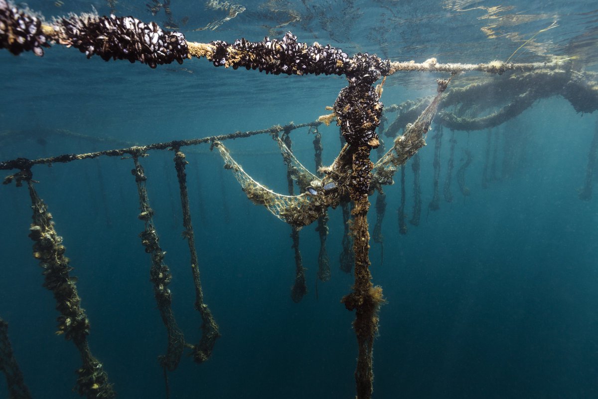 A🆕 #OrganicEU Action Plan 🌊🌱 that will boost #organic farming on land &amp; at sea!

Organic #aquaculture responds to the growing demand  in 🇪🇺 for quality 🐟 produced at high environmental &amp; animal welfare standards.

➡️ europa.eu/!Dr44QV

#EUFarm2Fork #EUGreenDeal #Seafood