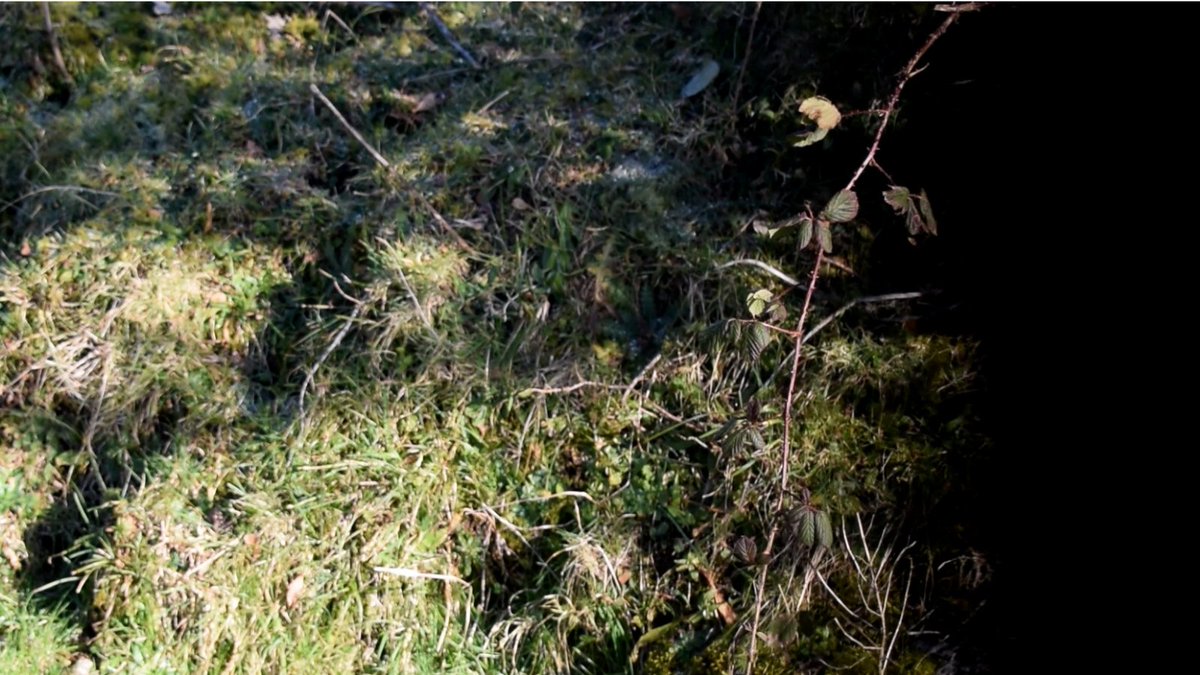 Catalyst_Arts's tweet photo. Catalyst Arts' 2020 Graduate Awardee Nollaig Molloy's 'Retreat to Stone, Stone in Retreat' is now available on the Catalyst Arts' website until Thursday 15 April. 
https://t.co/0wDp2qeXgS https://t.co/daQgGOGuxq
