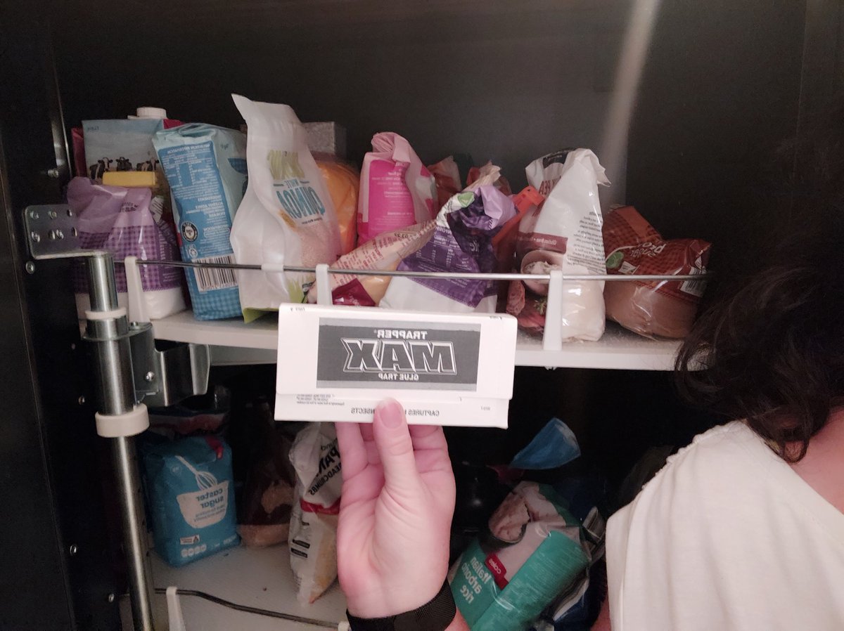 sfnbrtz's tweet photo. A biosecurity mini-project everyone can participate in! And it's easy to set up, requires very little time..  I'm glad I signed up! #PantryBlitz https://t.co/nIfZSZIeEt