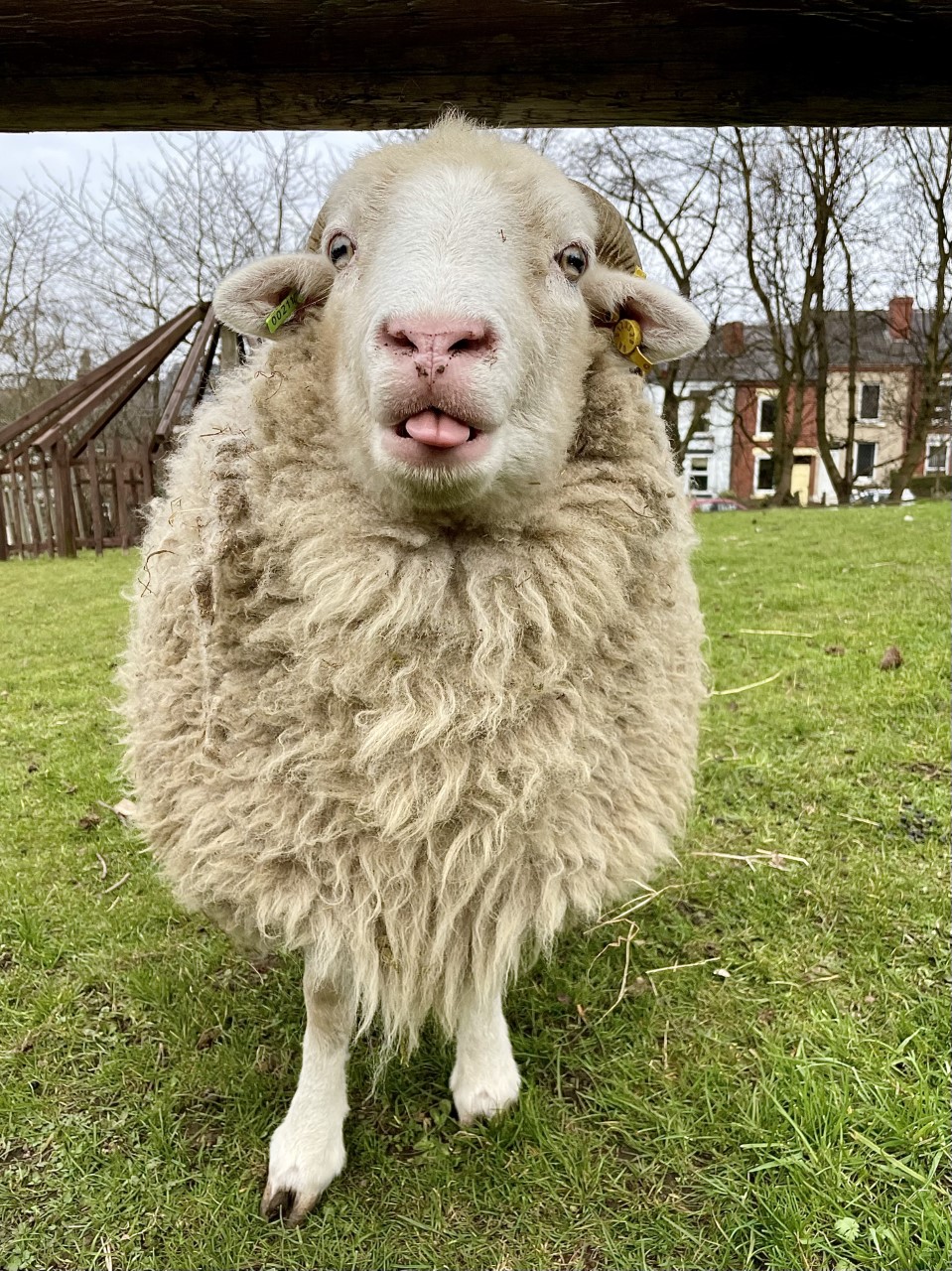 Heeley City Farm on Twitter: Heeley City Farm on Twitter: