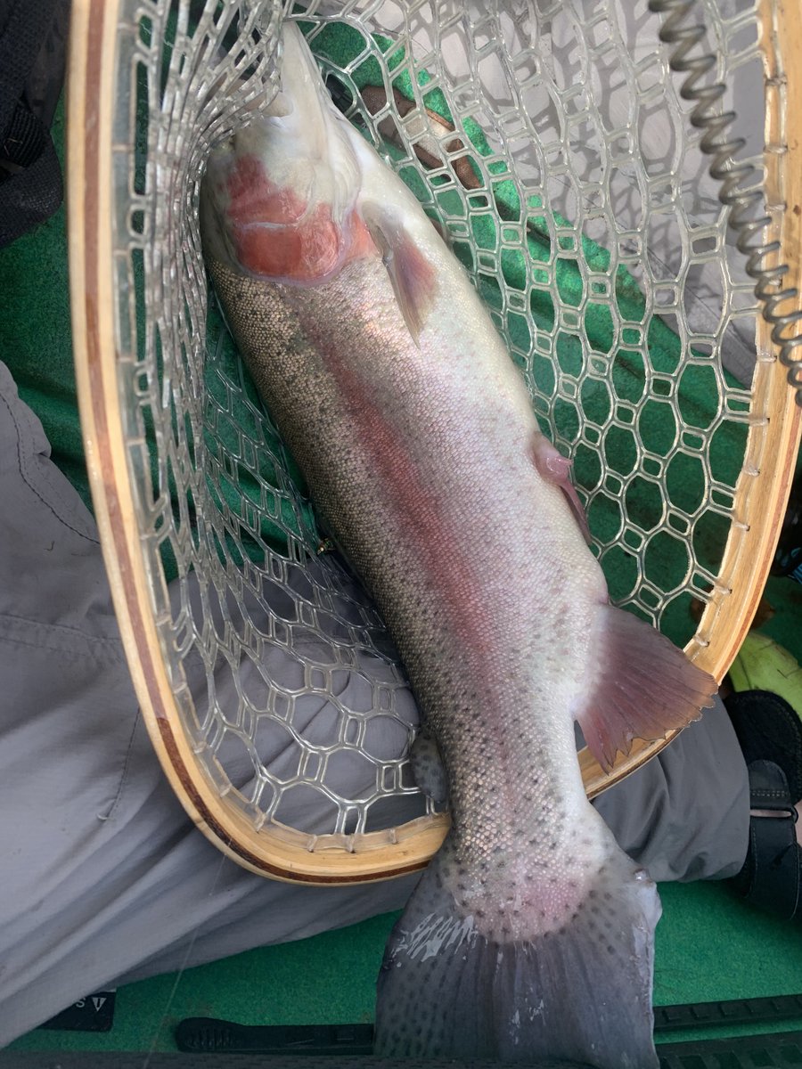 Stephen Plut tweet media