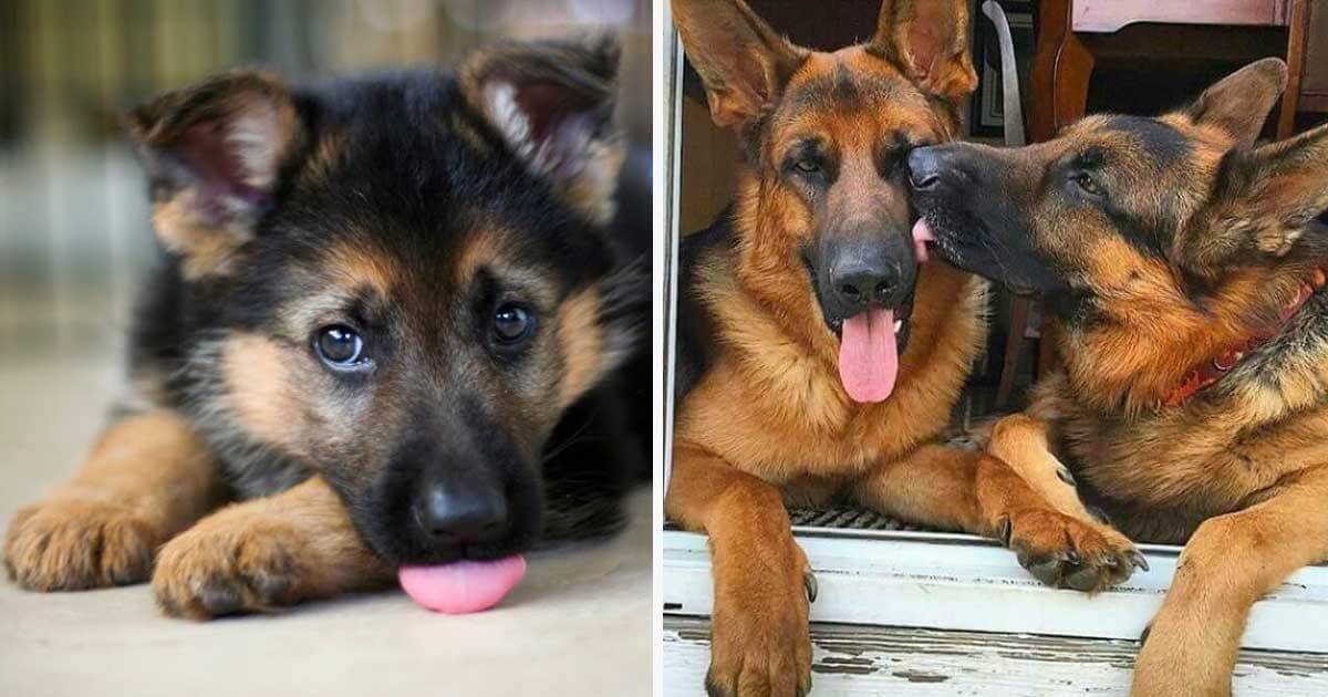 Почему вам стоит завести немецкую овчарку (16 фото)

Немецкие овчарки, как и большинство служебных собак, преданны хозяевам до гробовой доски.
vtempelife.com/pochemu-vam-st…