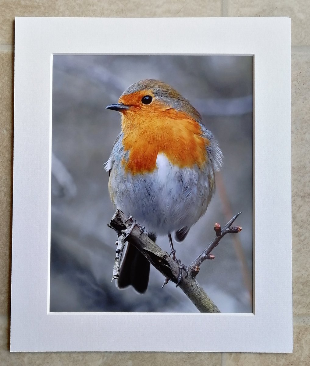 'Proud Robin' 10x8 mounted print. Only posted this photo yesterday, but looks lovely as a mounted print! You can buy it here; https://www.carlbovis.com//product-page/proud-robin-10x8-mounted-print 