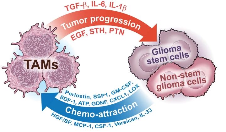 TheNeuroNetwork's tweet photo. Macrophages and microglia: the cerberus of glioblastoma

A new review published in Acta Neuropathologica Communications from @AliceBuonfi and @HambardzumyanL1 

https://t.co/AakvRSwQ35 https://t.co/5qCZe9GB7d