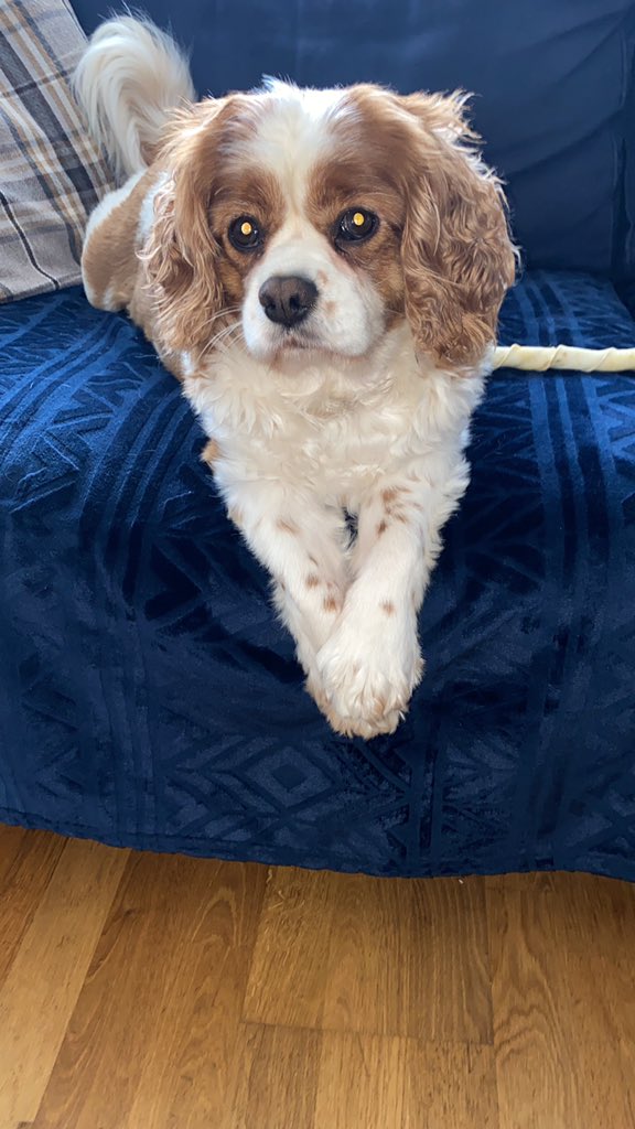 Wesdeaton's tweet photo. @jamieklingler @McNultypup Thank you, here’s a recent one. https://t.co/LmTHpEr3lU