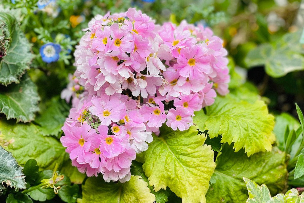 プリムラ ポリアンサ