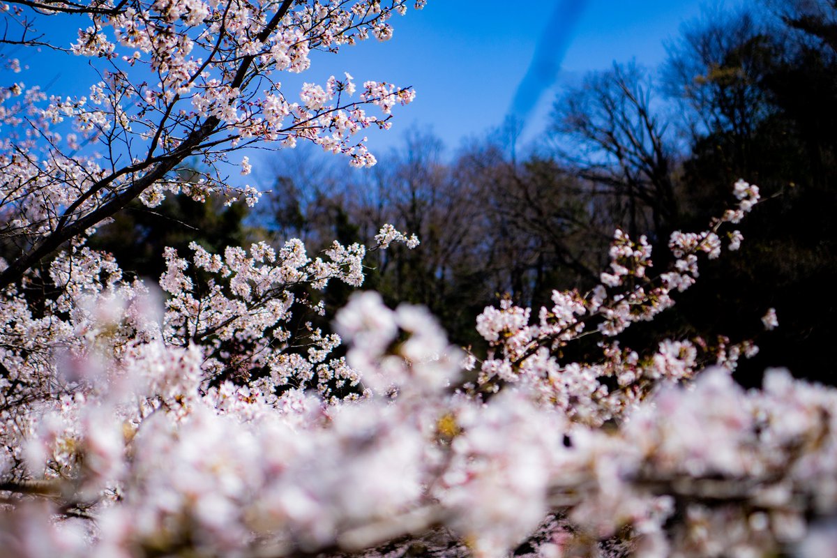 2021.3.23
近鉄大教大駅前
原川親水公園

桜は5分咲きくらいだった

ファインダーの中の私の世界📸

#桜
#額装のない写真展 
#写真で伝える私の世界 
#風景写真
#キリトリセカイ 
#写真好きな人と繋がりたい