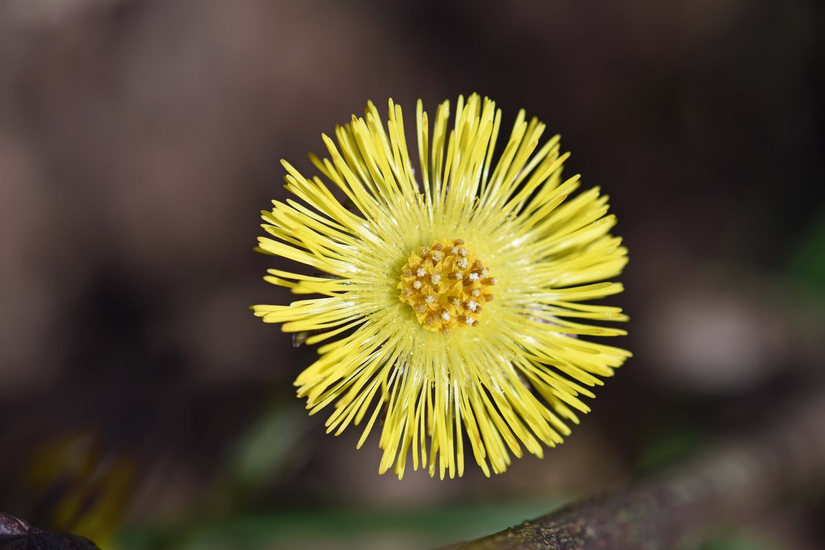 The_BeeGirl's tweet photo. Coltsfoot on The Bee Sanctuary of Ireland.
#forbees
#nature
#flowers
#Wild
#Wicklow https://t.co/QLlZWpnhgz