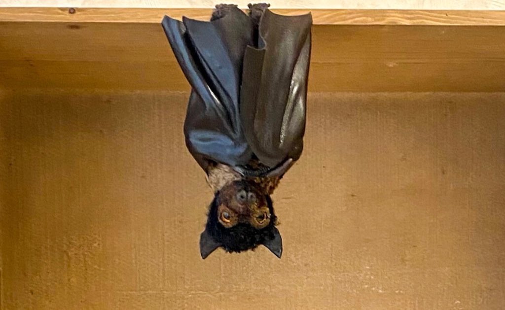 ぎんぺーのしっぽ いきものフェス オオコウモリのアートドールです オーストラリアの住宅街の大きな木をみあげたら たくさんぶら下がっていた事がありました 犬顔でflying Foxと呼ばれています オオコウモリ可愛い のところを曲げる事が出来ます