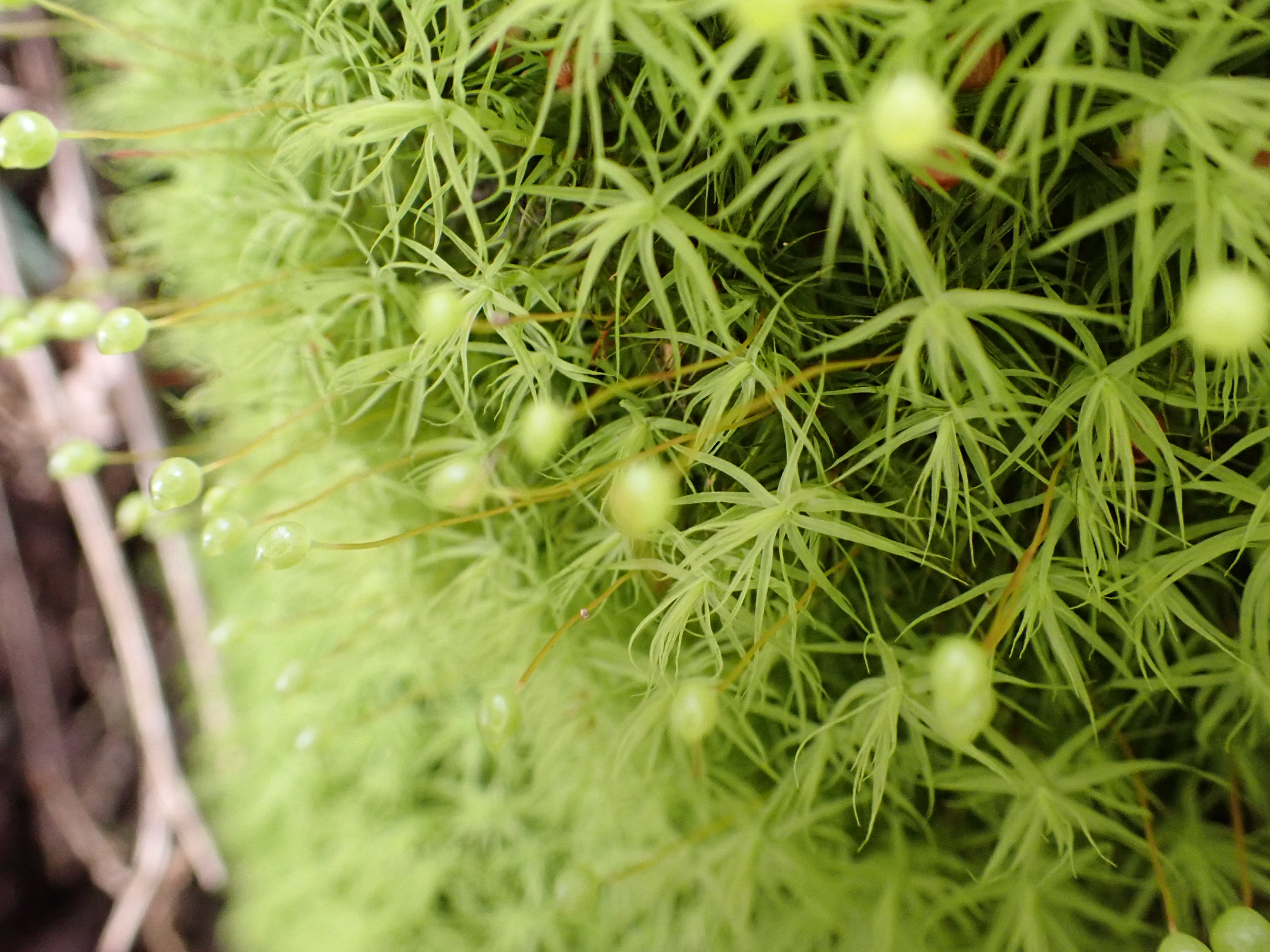 Tohoku Moss1 T Syu1 Twitter