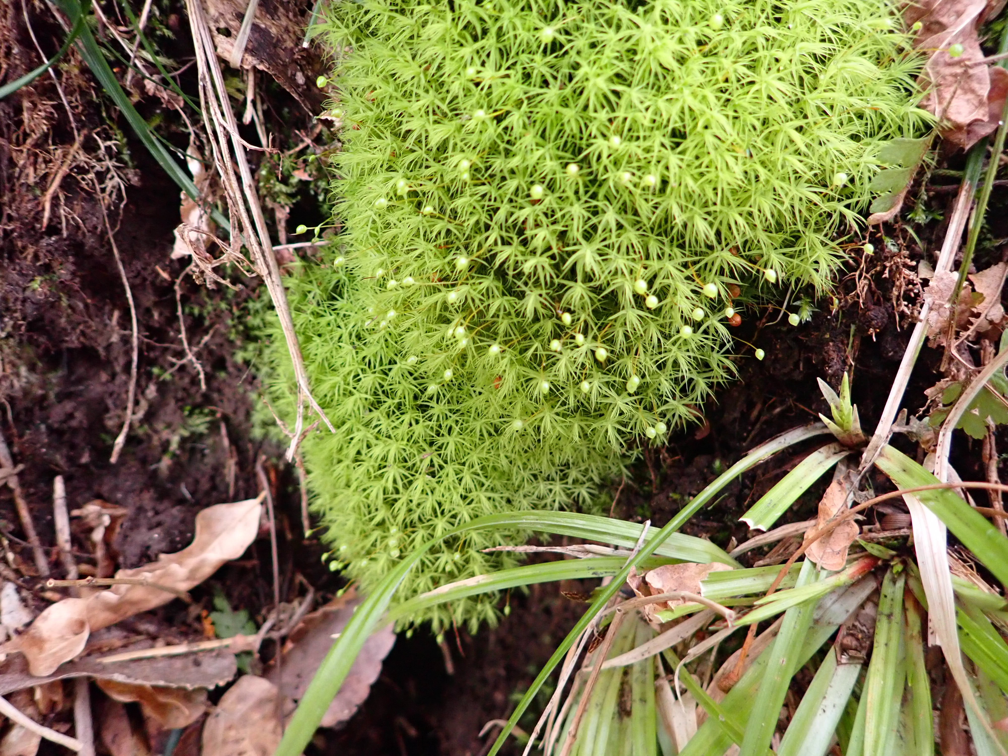 Tohoku Moss1 T Syu1 Twitter
